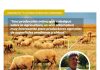 LAS VENTAJAS DE INTEGRAR OVINOS A LOS SISTEMAS PRODUCTIVOS AGRÍCOLAS