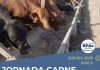 UN NUEVO PUNTO DE PARTIDA PARA LA GANADERÍA REGIONAL