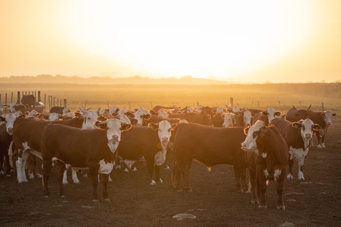 Feedlot1 (1)