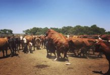 ENFERMEDADES VENEREAS EN RODEOS DE CRÍA