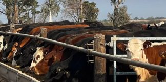 NUTRICIÓN ESTRATÉGICA EN BOVINOS DE CARNE: DE LA DIETA AL ENGORDE EFICIENTE