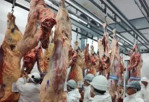 MEDIR PARA MEJORAR LA PRODUCCIÓN GANADERA: ¿POR QUÉ PARTICIPAR DEL BLOCK TEST JESÚS MARÍA 2026?